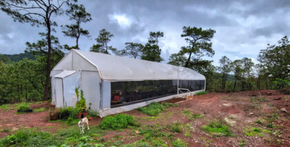 Large greenhouse in lush forest setting.