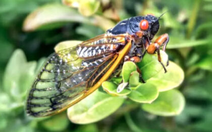 Close-up of a cicada on a leaf