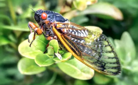 cicada-01 Close-up of a cicada on a leaf