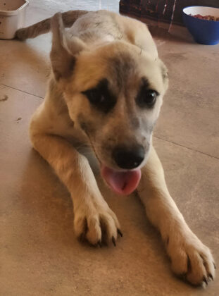 Happy dog lying on floor indoors