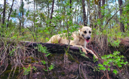 Brandy Dog resting on a forested hillside