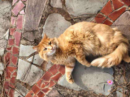 Fluffy orange cat laying on stone path.