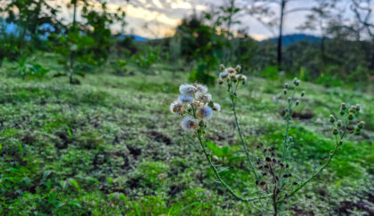 Field with small white flowers at sunset