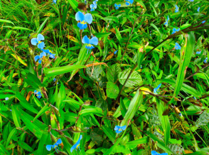flora_100504 Green grass with small blue flowers