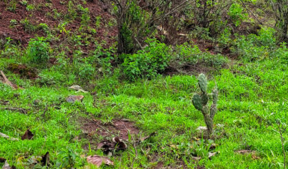Small cactus surrounded by lush green grass.