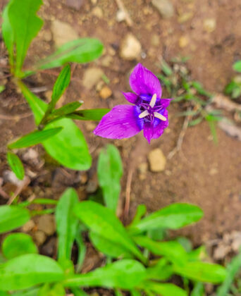 Purple flower in garden with green leaves