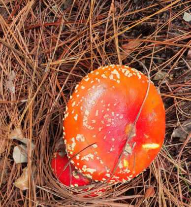 Red mushroom with white spots on forest floor.