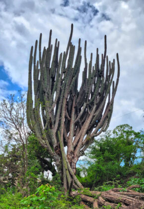 Tall cactus under cloudy sky in green landscape.