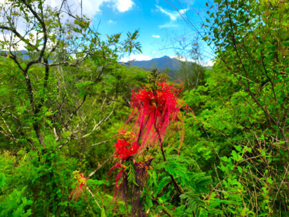 Vibrant red flowers in lush green forest