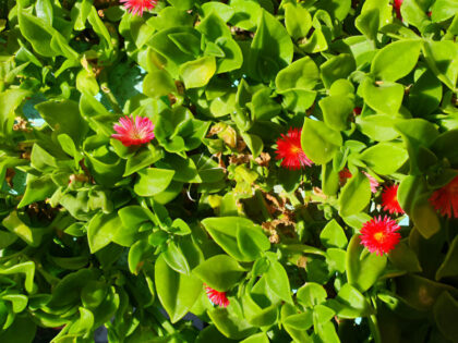 Green leaves with bright red flowers blooming.