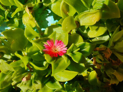 Pink flower among green succulent leaves