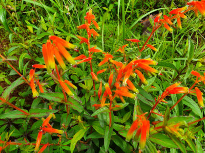 Bright orange wildflowers in a lush green field.