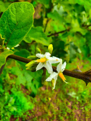 Close-up of white flower with green leaves