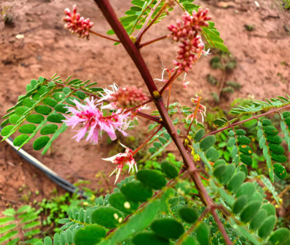 Pink and green flowering shrub in soil.