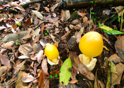 Yellow mushrooms growing on forest floor