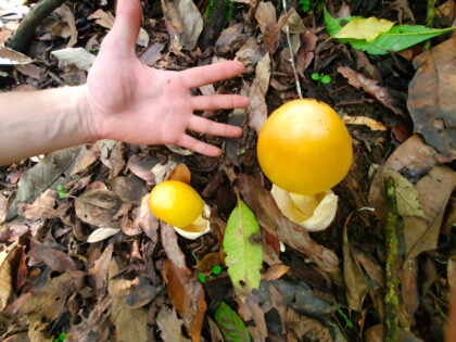 Hand near two yellow mushrooms on forest floor.