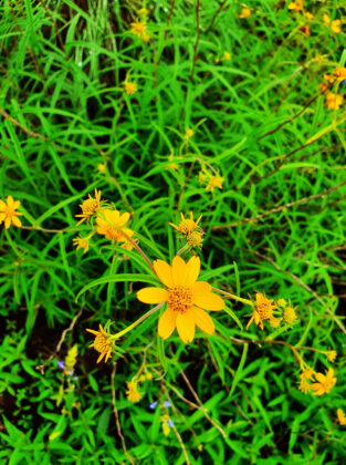 Yellow wildflowers in green meadow