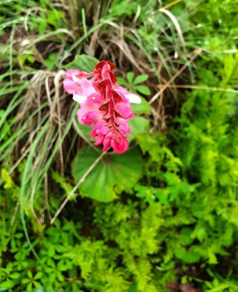 Pink wildflower among green foliage and grasses.