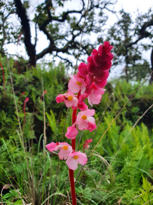Pink flowers on red stem in green field.