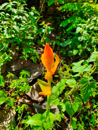 Single orange tulip among green leaves
