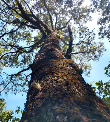 View looking up a tall tree trunk and branches.