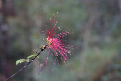 Close-up of red Calliandra flower