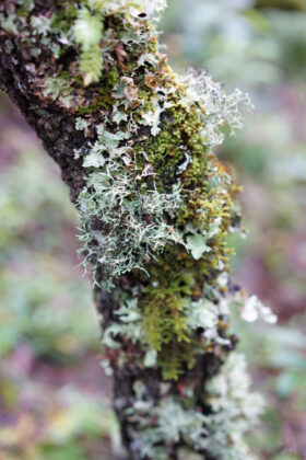 Close-up of lichen-covered tree branch in forest