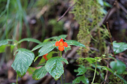 Bright orange flower with green leaves in forest.