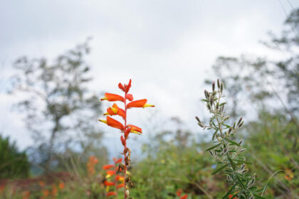 Close-up of vibrant orange and yellow wildflower