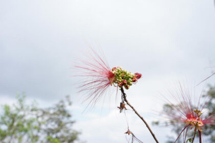 Pink puffball flowers against cloudy sky