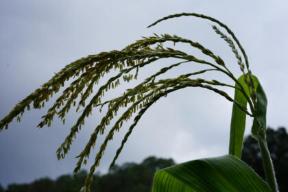 Close-up of corn tassels against cloudy sky.