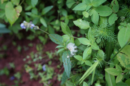 Various green plants and leaves close-up