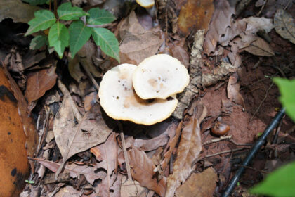 Mushroom growing on forest floor with leaves.