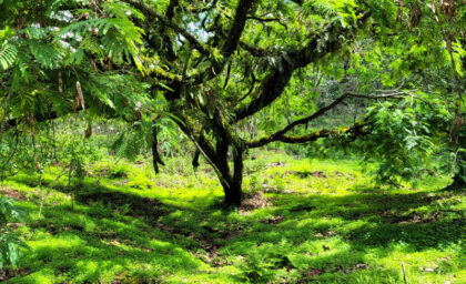 Lush green forest with sunlight filtering through trees.