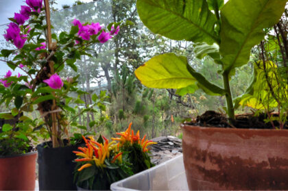 Potted plants with purple and orange flowers outside.