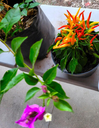 Colorful chili plant with flowers on a table