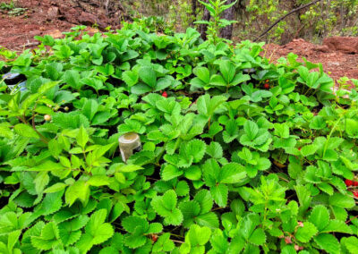 Probar fresas en la huerta
