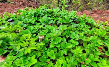 Lush strawberry plants growing outdoors in a garden.