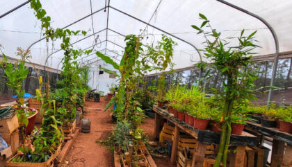 Lush plants inside a well-organized greenhouse