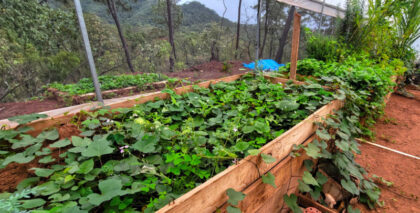 Greenhouse with lush variety of plants, veggies, and fruits