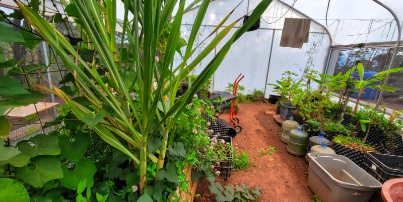 Lush greenhouse plants with gardening tools inside. Lush greenhouse plants with gardening tools inside.
