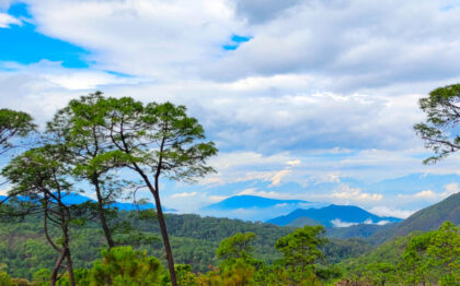 Lush forest landscape beneath cloudy blue sky
