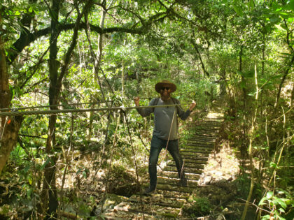 Person crossing wooden bridge in lush forest