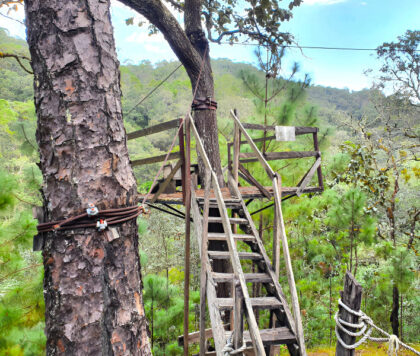 Wooden tree platform with ladder in forest.