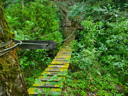 Narrow wooden bridge through lush green forest.