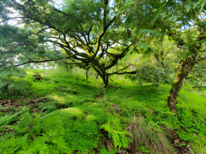 Lush green forest with dense tree foliage.