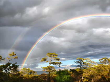 Vibrant rainbow over forest under cloudy sky.