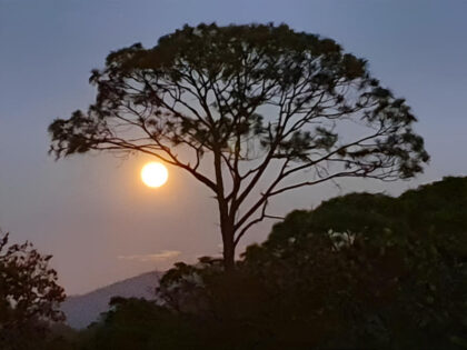 Silhouetted tree with full moon at dusk