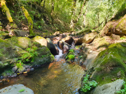 Tranquil forest stream with mossy rocks