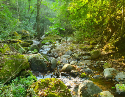 Forest stream flowing over rocks in sunlight.